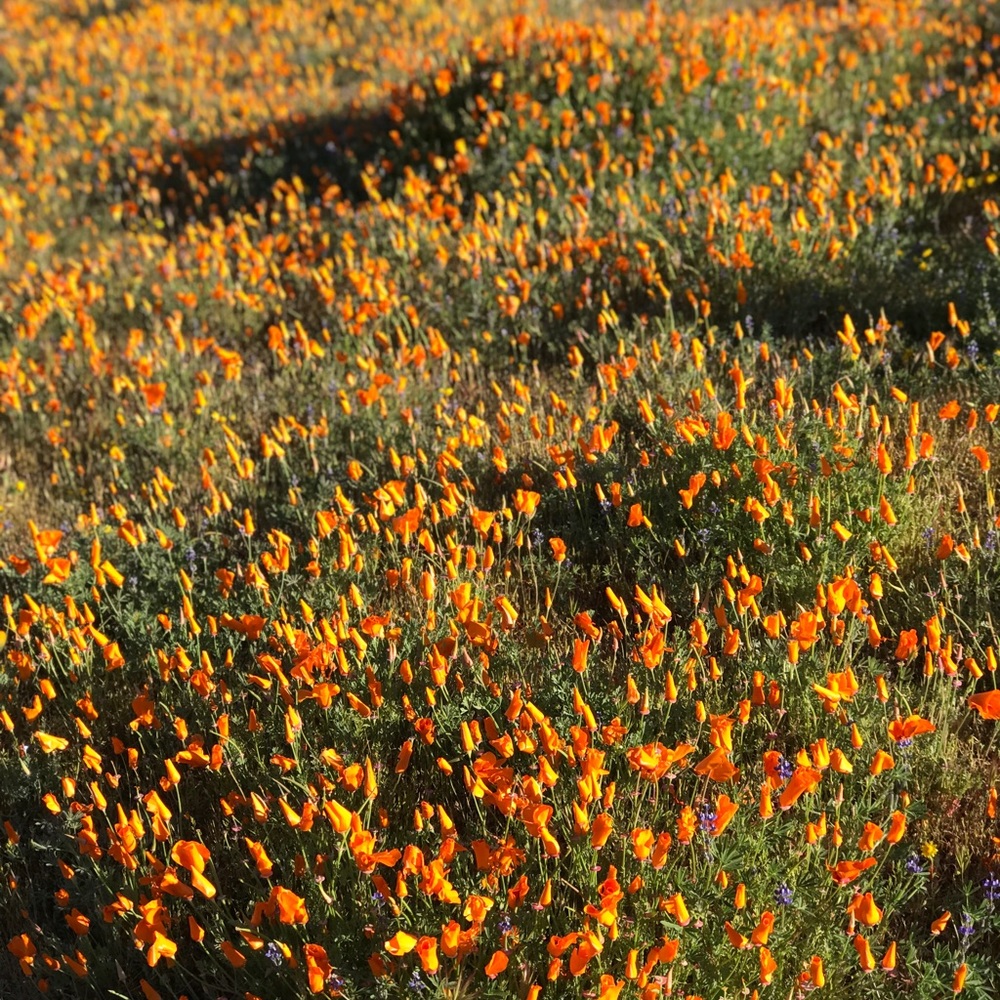 Meet your Posher, Alicia